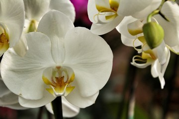 Obraz na płótnie Canvas Phalenopsis Orchid plants in the garden in Spring