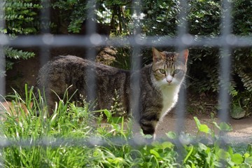 Cat in the cattery behind bars