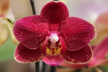 Phalenopsis Orchid plants in the garden in Spring