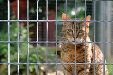 Cat in the cattery behind bars