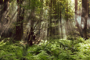 Fototapeta na wymiar Fog and light rays in the redwood forests of Northern California