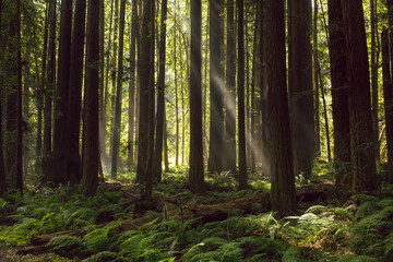 Fog and light rays in the redwood forests of Northern California - 272875313