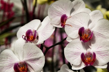 Naklejka na ściany i meble Phalenopsis Orchid plants in the garden in Spring