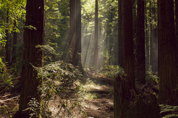 Fog and light rays in the redwood forests of Northern California