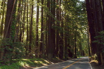 Highway 128 through a redwood grove in Northern California