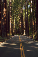 Highway 128 through a redwood grove in Northern California