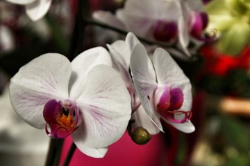 Phalenopsis Orchid plants in the garden in Spring