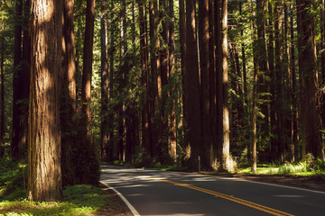 Highway 128 through a redwood grove in Northern California