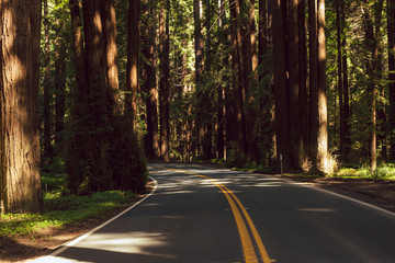 Highway 128 through a redwood grove in Northern California - obrazy, fototapety, plakaty