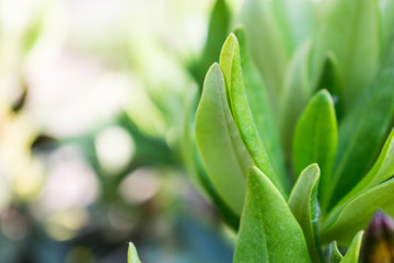 Green leaves macro photo. Natural close up photo.