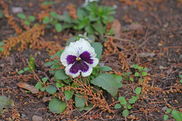 Stiefm&uuml;tterchen