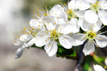 Spring cherry blossom in the garden, macro.