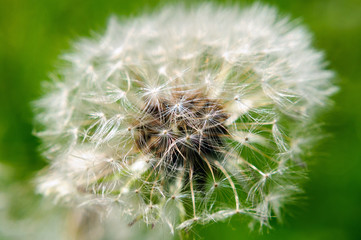 Fluffy tuft of ripe dandelion in the park.