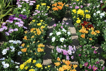 Pots with chrysanthemum in flower
