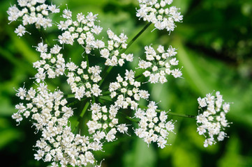 Bright white flowers of Gypsophila in summer garden.