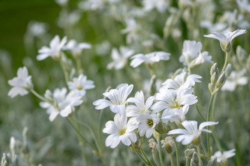 White flowers of Cerastium tomentosum is an ornamental plant of the Caryophyllaceae family.