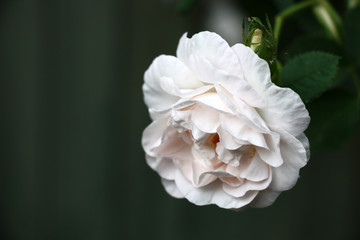 On an interesting gray-green background a fresh gentle bud of a rose with almost white petals.