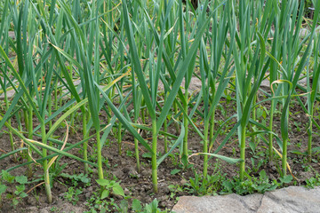 Farming and agriculture, young garlic grow in the garden. Green sprouts of young garlic sprout