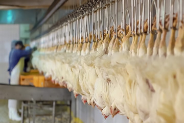 Blur background, no focusing -Abstract image for the background. Chicken factory line - 272876152