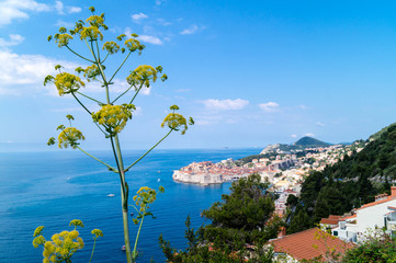 Riesen Bärenklau in Dubrovnik