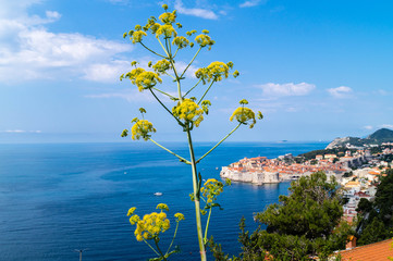 Riesen Bärenklau in Dubrovnik