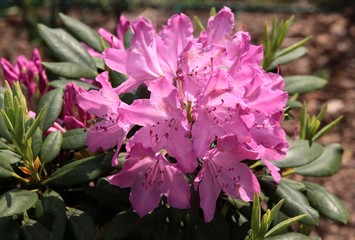 purple flowers of rhododendron bush at spring