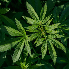 Naklejka na ściany i meble Young wild cannabis plants, illuminated by sunlight.