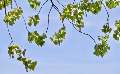 Cottonwood leaves and blossoms