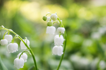 Lily of the valley convallaria majalis flowers in the forest. Summer closeup. Green leaves and white flowers.