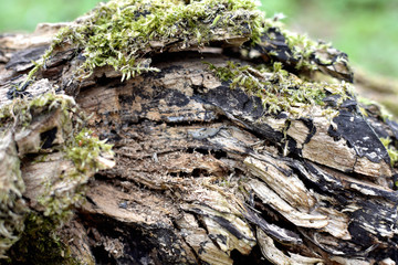 old stump covered by moss, highly textured