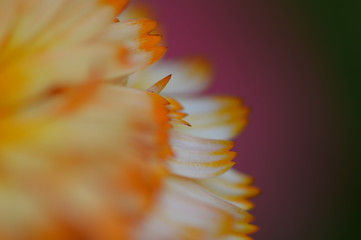 Fototapeta na wymiar Pétale macro orange