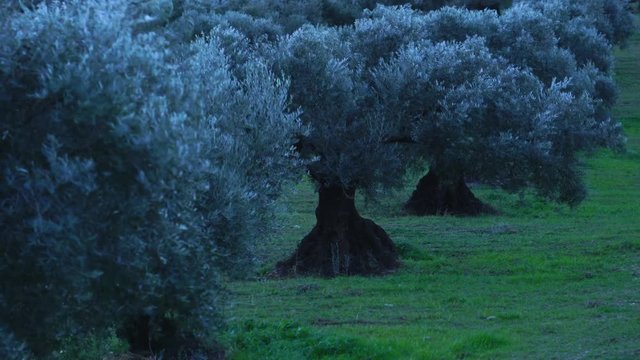 Olive (Olea europaea), Sierra de las Nieves National Park, M&aacute;laga, Andalusia, Spain, Europe
