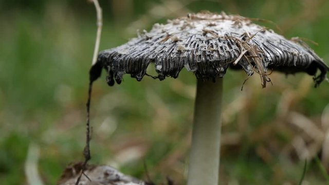 Pan Close Up Wild Poisonous Umbrella Mushroom in Nature in a Rainy Day