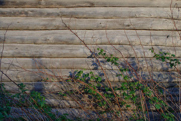 Background. The wall of an old log house. Raspberry bushes Dry twigs and branches with leaves.