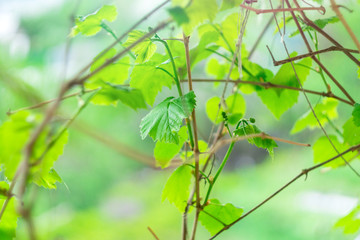 Naklejka premium vine in spring the first leaves of the first grapes