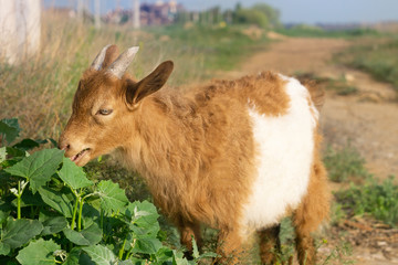 red goat eats grass in summer in the meadow