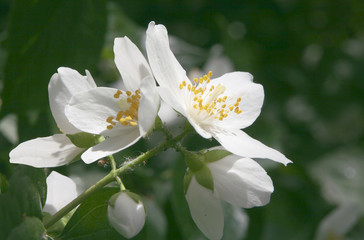 Obraz premium white,fragrant flowers of jasmine bush at spring