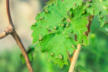 leaf disease of grapes horticulture vineyard