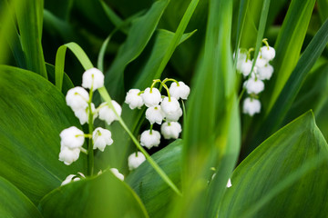 Lily of the valley convallaria majalis flowers in the forest. Summer closeup. Green leaves and white flowers.