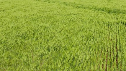 Flight over green wheat field Wind blow green spikes like sea waves Lush green colors Aerial shot