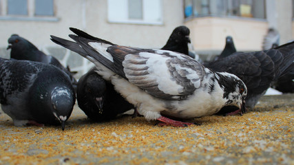city pigeons eat grain (corn)
