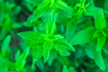 mint leaves on natural background © Алексей Филатов
