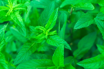 mint leaves on natural background © Алексей Филатов