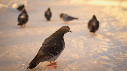 pigeons walking on the snow