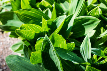 Green leaves macro photo. Natural close up photo.