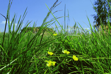 one clear summer day, clear sky, light breeze