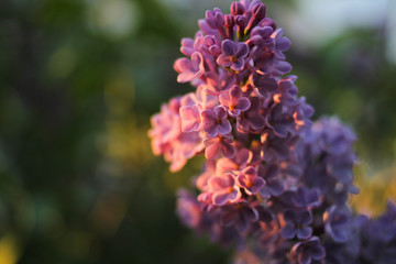 beautiful purple lilac branch at sunset on the background of green leaves
