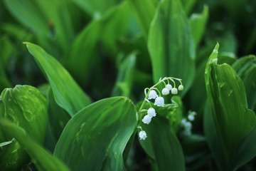 white lily of the valley with big green leaves