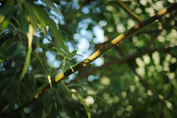 green branch of a tree with bokeh