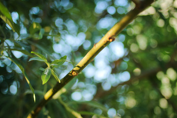 green branch of a tree with bokeh